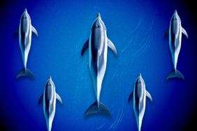 Dogecoin Price Prediction: $0.40 in Sight After Breakout