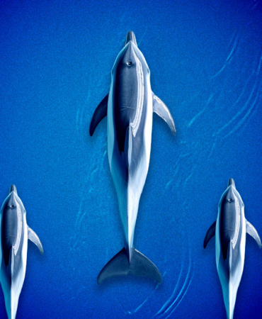 Dogecoin Price Prediction: $0.40 in Sight After Breakout