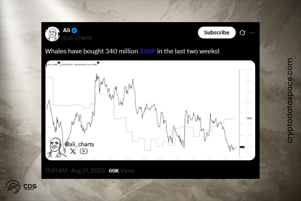 XRP Whale Activity Hits New Highs