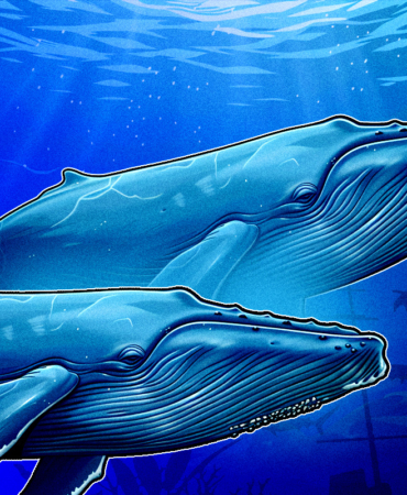 How Crypto Whales Capitalized on the Volatility Following Trump’s China Tariffs