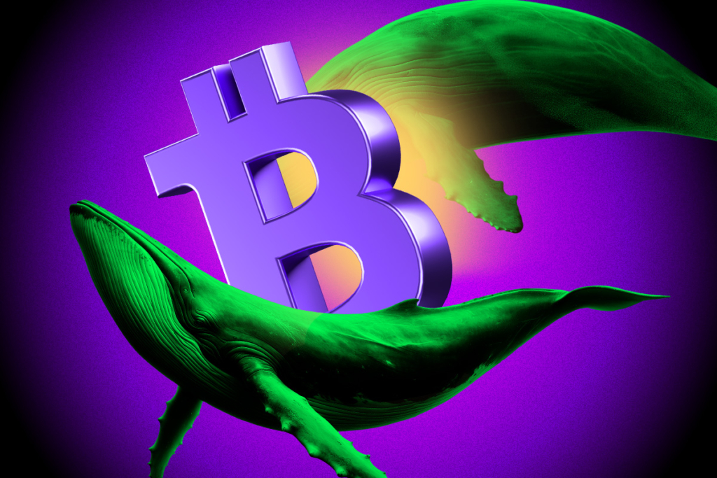 Massive Whale Activity Sparks Bullish Sentiment!