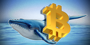 Bitcoin Whales Hit Four-Month High as Retail Holders Capitulate