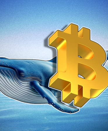 Bitcoin Whales Hit Four-Month High as Retail Holders Capitulate
