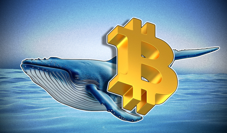 Bitcoin Whales Hit Four-Month High as Retail Holders Capitulate